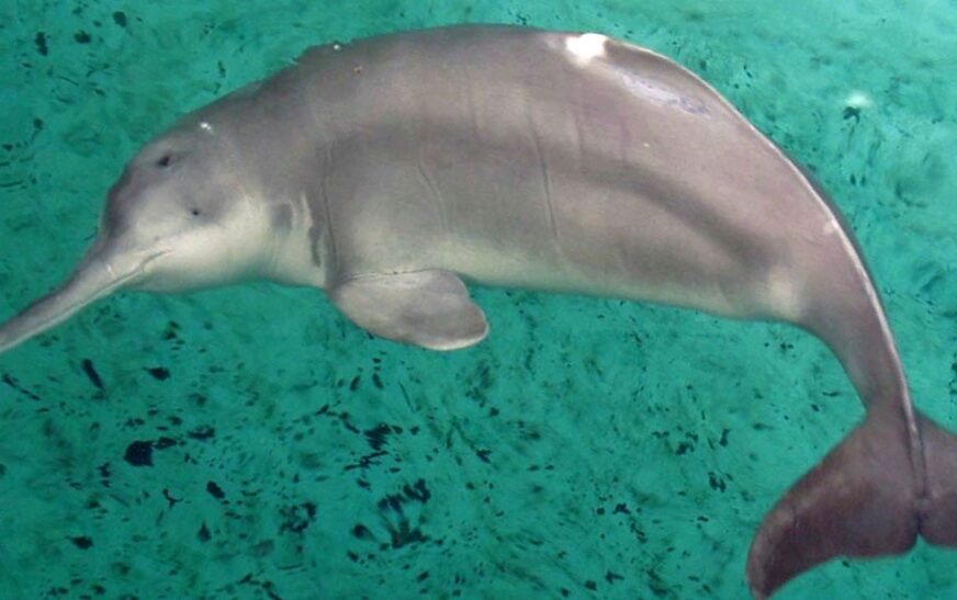 RIVERINE DOLPHINS: –INDIA || Platanista gangetica gangetica