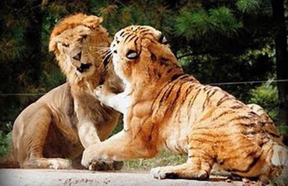 LION VERSUS TIGER